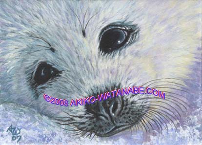Harp Seal #3