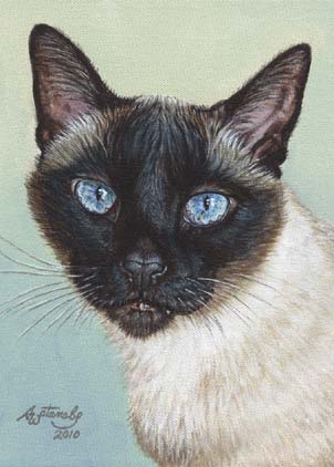 Murphy (ACEO print of Siamese Cat)