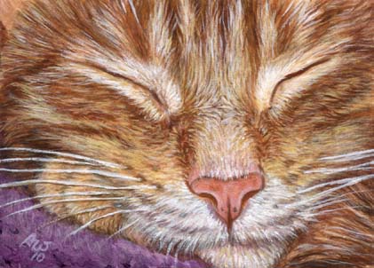 Sleeping Tabby (ACEO print of Orange Tabby Ginger Cat)