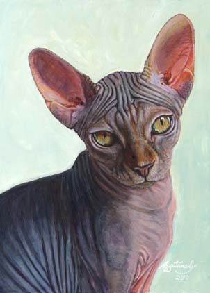 Sphynx Cat Sunitha (ACEO print of sphynx cat)