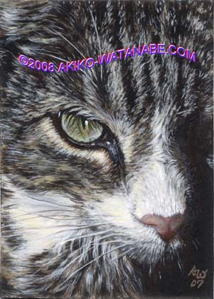 Freddy (Gray White Tabby Cat ACEO)