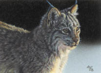 ACEO_Lynx_2_small